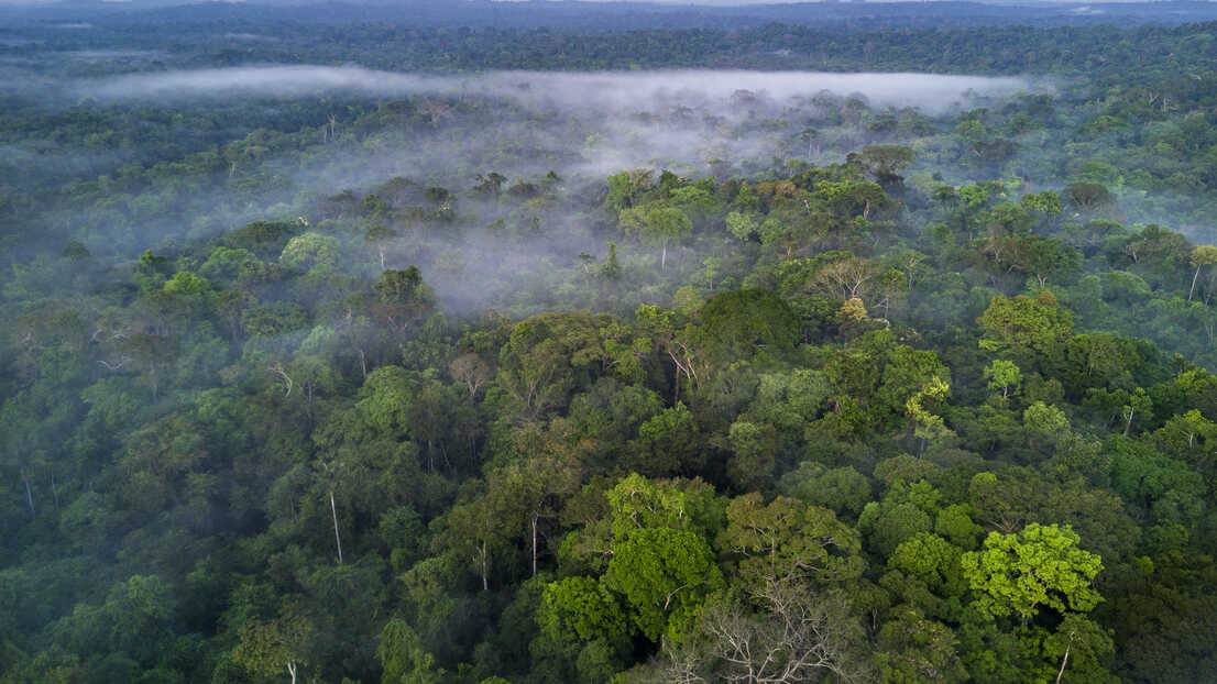 Amazon Rainforest Brazil