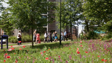 Flowers growing near University accommodation