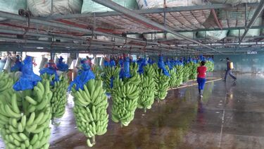 Banana line.