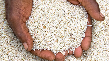Two hands holding rice.