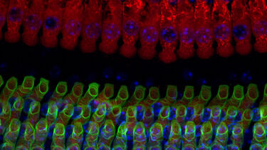 Auditory physiology