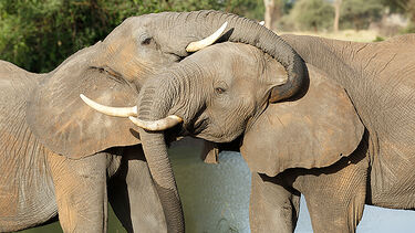 Two elephants cuddling with trunks.