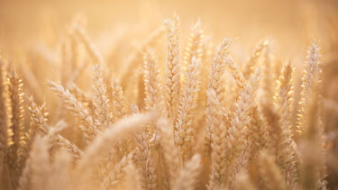 Field of wheat