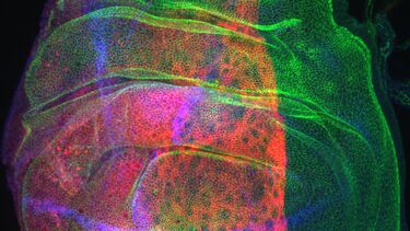 Drosophila Wing