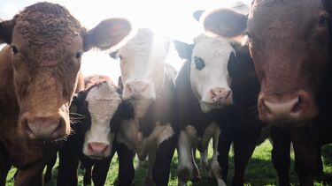 Stock image of a herd of cows bowing their heads towards the camera