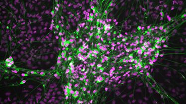 Neurons
