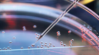 A nuclear transfer being carried out on several embryonic stem cells for cloning