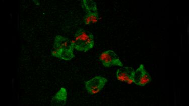 How superbugs hide from their host