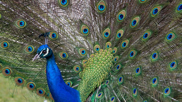 Peacock plumage