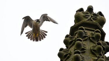 Peregrine