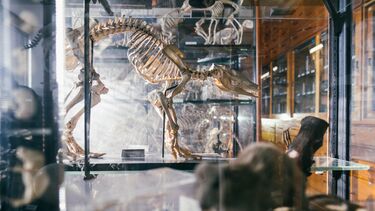 A specimen of an animal skeleton in a display case, housed within the Alfred Denny Museum.