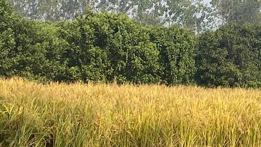 A picture of one of the rice paddys in Rampur, India