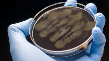 Bacteria