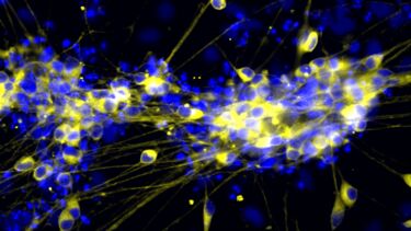 Enteric neutrons