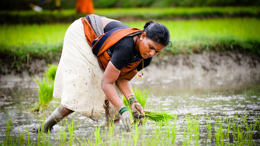 An Indian farmer plants rice by hand. The woman is bending over in a rice field to plant the saplings. She is wearing traditional clothing.