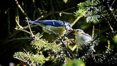 Feeding blue tits