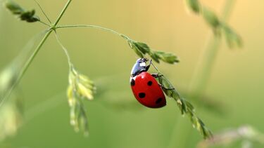Photo of ladybird