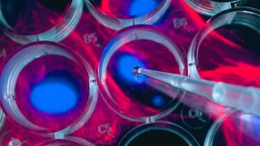 Stem cell