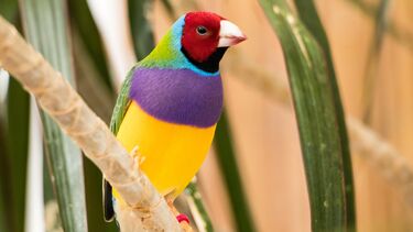 Photo of zebra finch