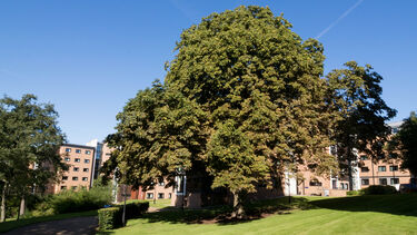 Large tree at Endcliffe 