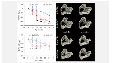 Percentage change, from 14 weeks baseline, in trabecular bone volume fraction