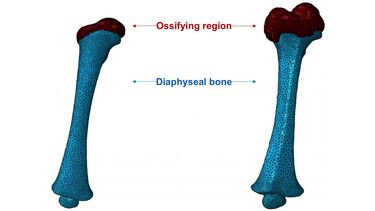Diagram showing Finite Element models of infant femur