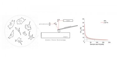 Graphical Abstract, showing cells, atomic force microscopy and the effect of sample size on the coefficient of variance of the Young’s modulus of the cells