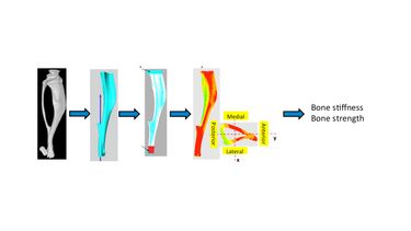 Mouse tibia service diagram