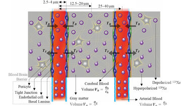 Figure: Illustration of BBB, cerebral blood volume for gray matter, gray matter volume, arterial blood volume and transfer of xenon across the barrier