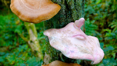 An artwork showing a mushroom attached to a tree but with features of a human face. 