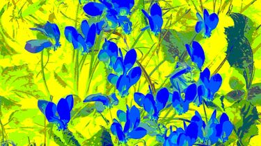 Transformation series cyclamen