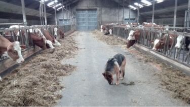 Dog in a barn