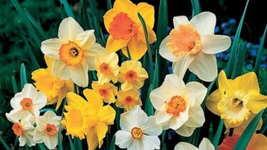 A photo of some yellow and white flowers