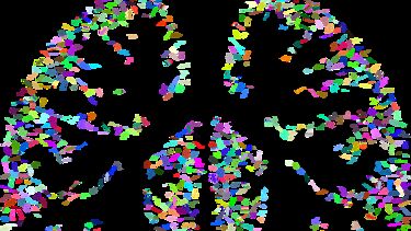 lungs