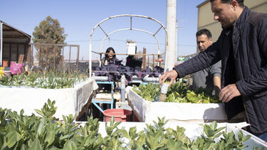 Produce grown at Zaatari refugee camp by hydroponics