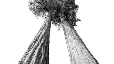 Two trees