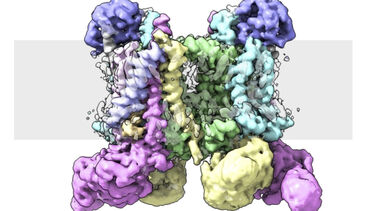 b6f synechocystis