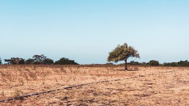 Savanna