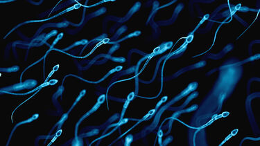 Sperm under a microscope