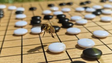 A honeybee flying over black and white coloured discs