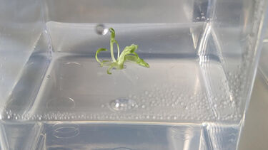 selection of a transgenic lettuce plant expressing an adjustable epi-mutagenesis vector