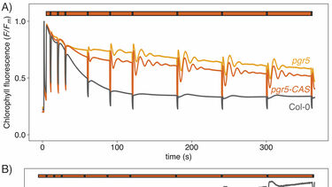 Photosynthetic oscillations 