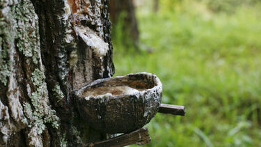 Rubber plantations