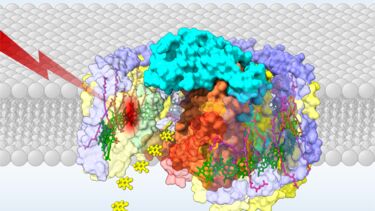 RC-LH1 complex