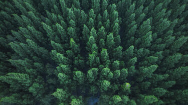 Forestation