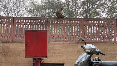 Monkey sat on a wall, with a moped in foreground 