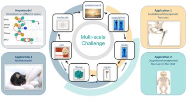 MultiSim's multiscale challenge: The workflow applications are linked to model scales that they depend on. The scales are: environment, population, body, organ, tissue, cell, molecular. The hypermodel links all the scales. Application 1, Prediction of osteoporotic fractures links population, body, organ and tissue scales. Application 2, Diagnosis of unexplained fractures in the child links body, organ and tissue scales. Application 3, murine model, links organ, tissue, cell and molecule scales.