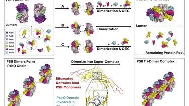 PSII dimers