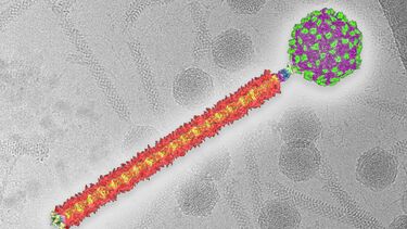 A stylised image of phage