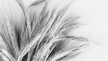 Black and white brown rice plant